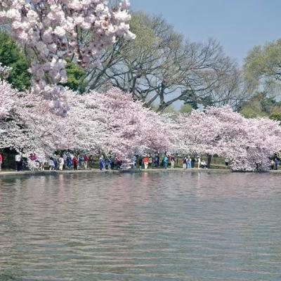 Cherry blossom trees in Washington D.C.